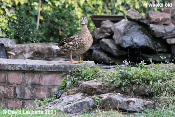 Mallard Duck Looking like having a fly 7:12pm 30th June 2021