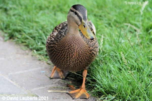 Mallard Duck Coming for a chat 7:17pm 30th June 2021
