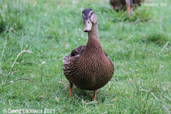 Mallard Duck Really? 7:17pm 30th June 2021