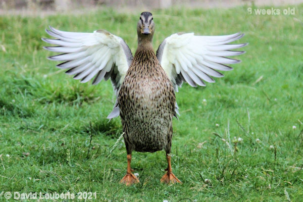 Mallard Duck Have a gander at these! 7:18pm 30th June 2021