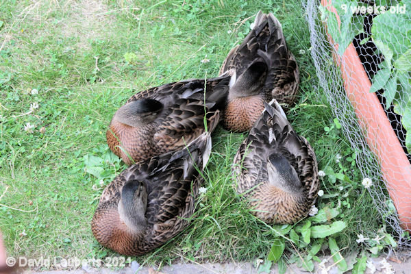 Mallard Duck Resting by the tomatoes 7:45pm 30th June 2021