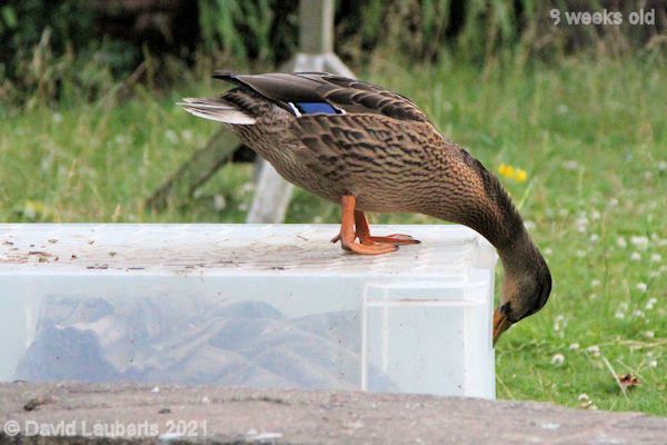 Mallard Duck Is is safe to get down? 8:23pm 30th June 2021