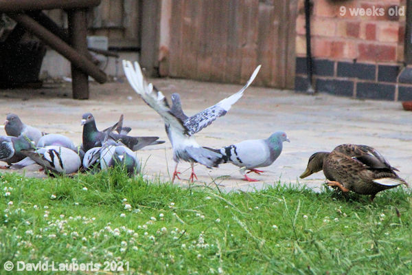 Mallard Duck 'You and whose army?'? 6:14am 1st July 2021