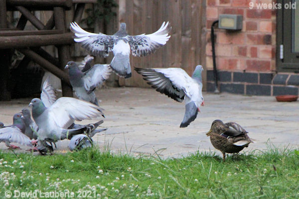 Mallard Duck 'Whoa! OK I'm ofski!' 6:14am 1st July 2021