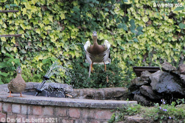 Mallard Duck Looking compact 6:17am 1st July 2021