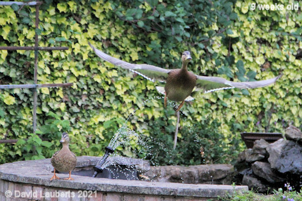 Mallard Duck Nice spread 6:17am 1st July 2021