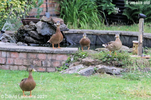 Mallard Duck Getting the nerve to fly 6:24am 1st July 2021