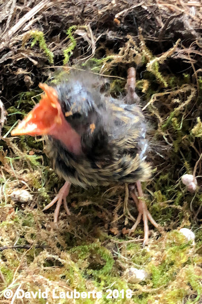 Dunnock More food! 23rd June 2018