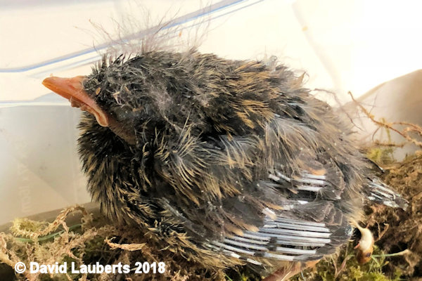Dunnock At the edge of his world 24th June 1018