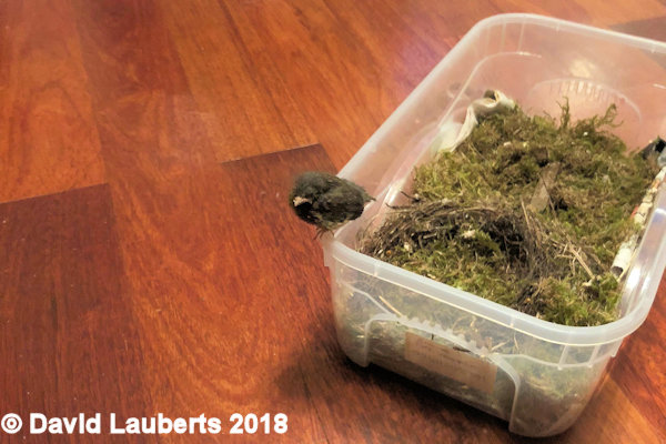 Dunnock Escaping the box 24th June 2018