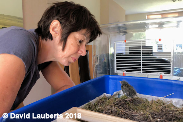 Dunnock Explaining the rules 25th June 2018