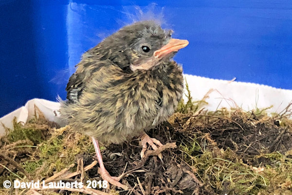 Dunnock Ready for going outside 25th June 2018