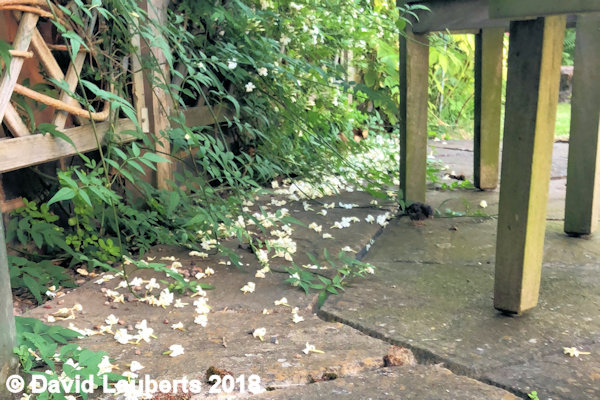 Dunnock Picking through the Jasmine 25th June 2018