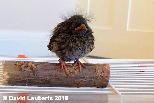 Dunnock Looking Grumpy 25th June 2018