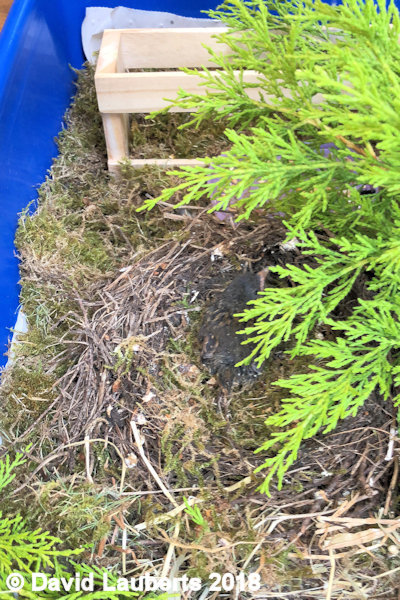 Dunnock New greenary 26th June 2018