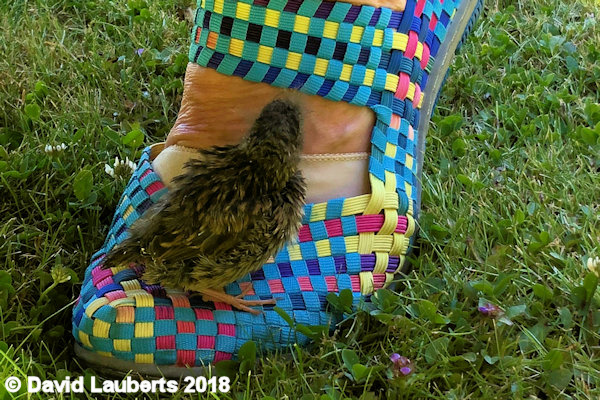 Dunnock Cadge a lift? 26th June 2018