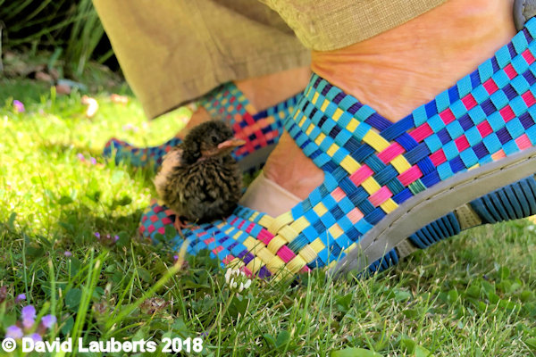 Dunnock Hitching a ride 26th June 2018