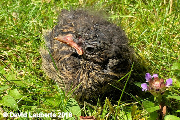 Dunnock A flower? 26th June 2018