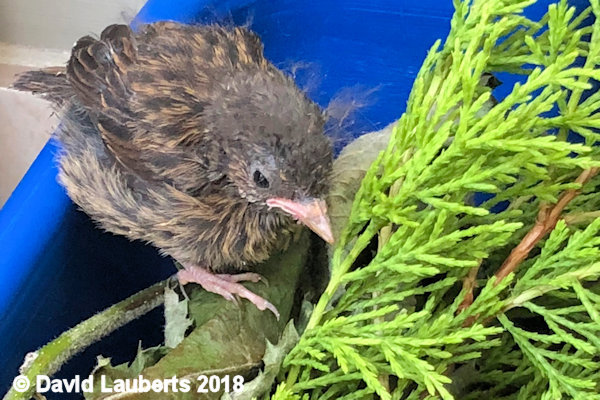 Dunnock Not sure about this 27th June 2018