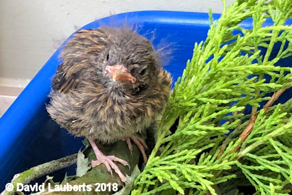 Dunnock What do you think? 27th June 2018