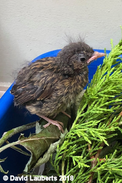 Dunnock Wonder what it tastes like? 27th June 2018