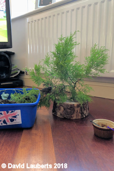 Dunnock New adventures 27th June 2018