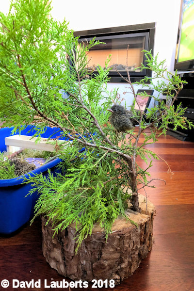 Dunnock His own little tree 27th June 2018