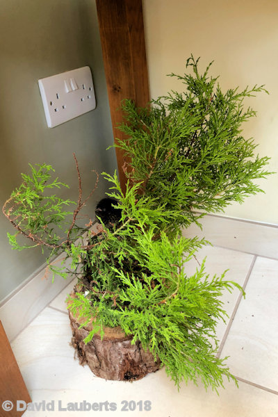 Dunnock Tree under table 28th June 2018