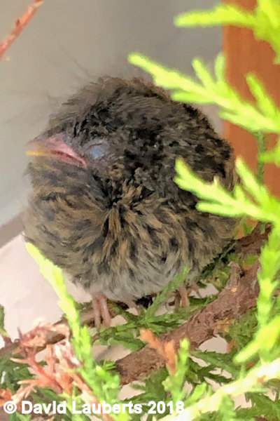 Dunnock Secret sleep 28th June 2018