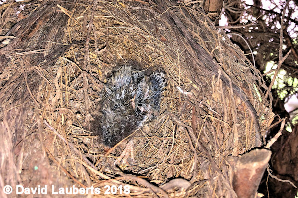 Dunnock Rob - An hour in a nest and no parents show 20th June 2018