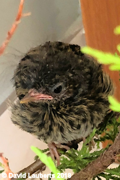 Dunnock Eagle eye 28th June 2018