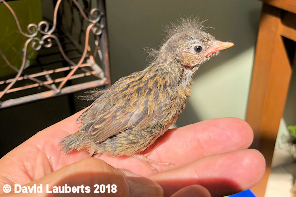 Dunnock What's that? 28th June 1018