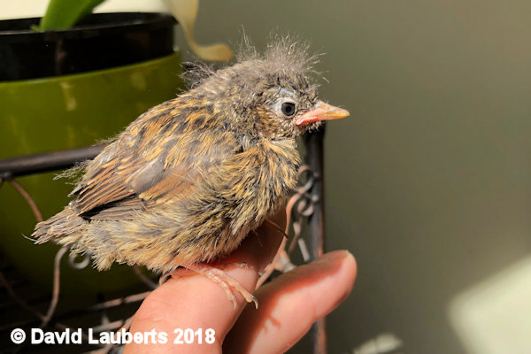 Dunnock I'm going to jump! 28th June 1018