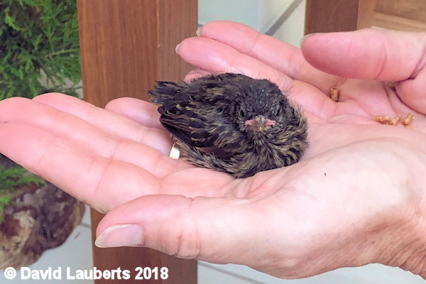 Dunnock Comfy here 28th June 1018