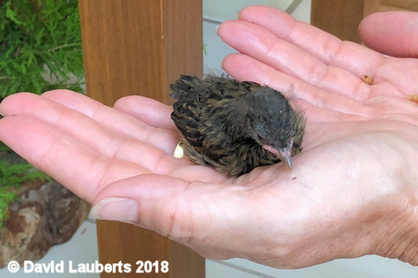 Dunnock Is that all? 28th June 2018