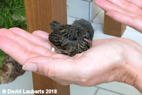 Dunnock Perhaps I'm sitting on some? 28th June 2018