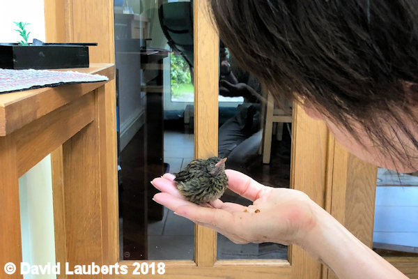 Dunnock Hand feed 29th June 2018