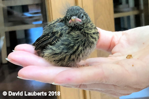 Dunnock Where's the beef? 29th June 2018