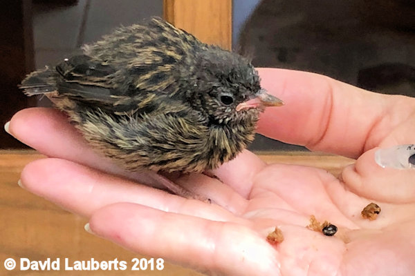 Dunnock Looking full up  29th June 2018