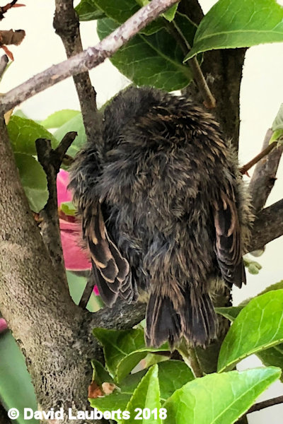 Dunnock Dozing in the tree 29th June 2018