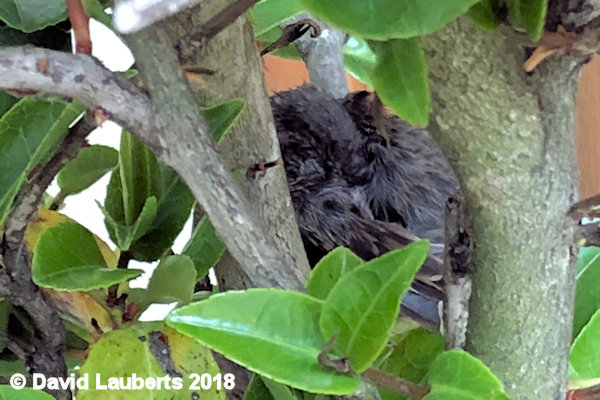 Dunnock Quick 40 winks  29th June 2018