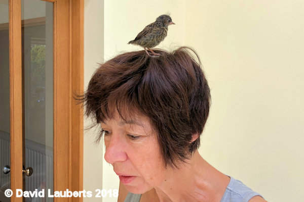 Dunnock Lot on her mind 30th June 2018