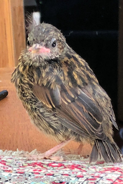 Dunnock I'm big enough to be out  30th June 2018