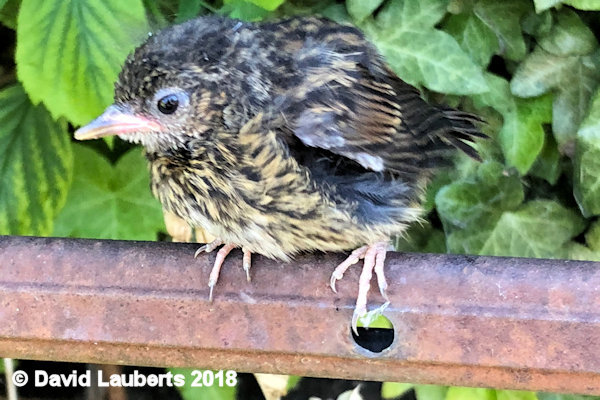 Dunnock Eager to go 30th June 2018