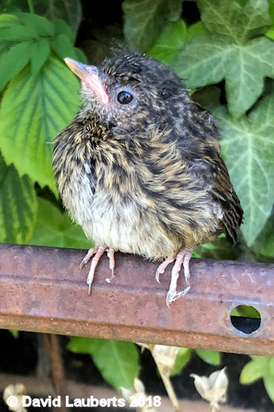 Dunnock What's up there? 1st July 2018