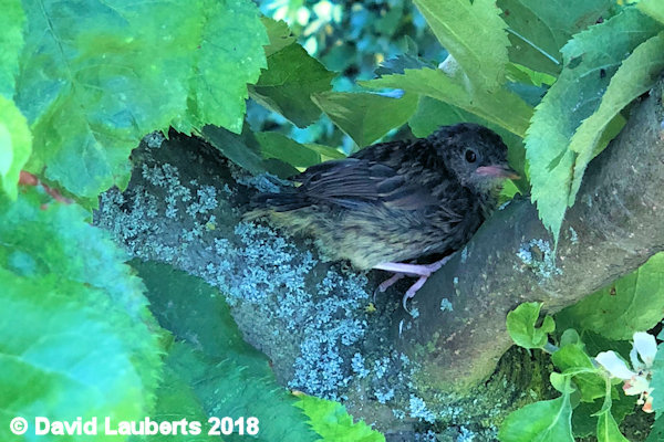Dunnock Up in the apple tree  30th June 2018
