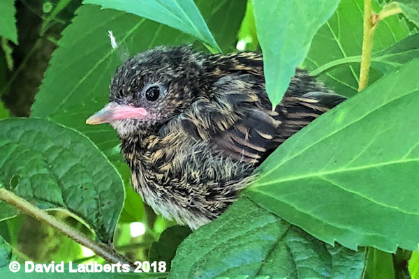 Dunnock Hiding in the greenary  30th June 2018