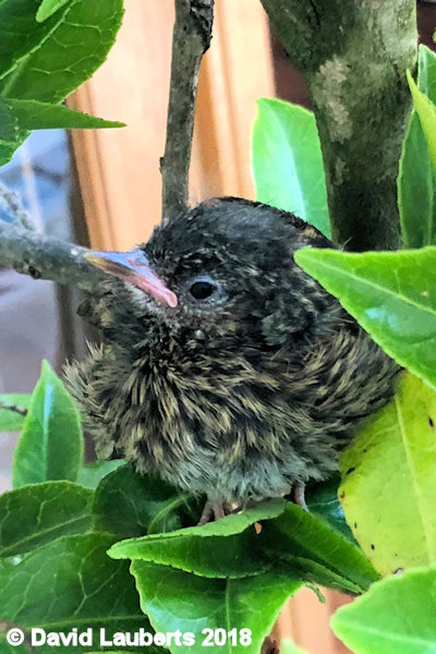 Dunnock Back inside exploring his tree 1st July 2018