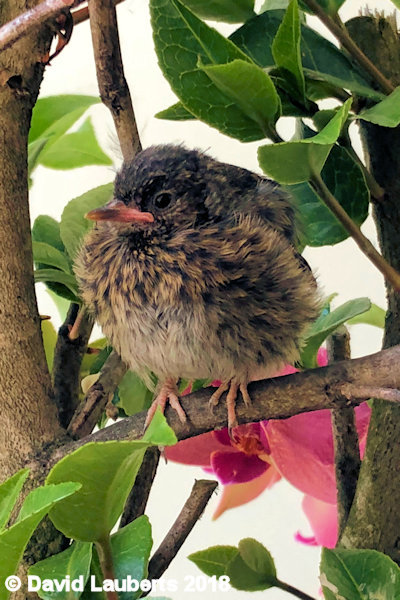 Dunnock Looking focused 1st July 2018