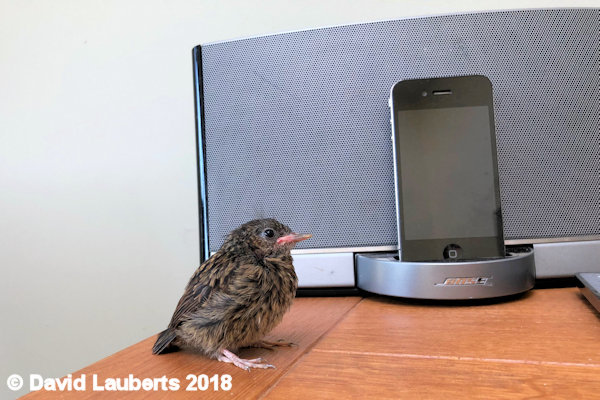 Dunnock Listening to the beat 1st July 2018
